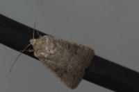 Hoplodrina ambigua
