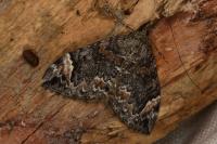 Dysstroma citrata