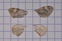 Dysstroma citrata