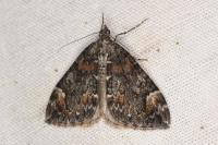 Dysstroma citrata