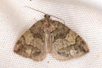 Hydriomena furcata