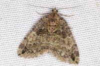 Hydriomena furcata