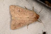 Mythimna ferrago