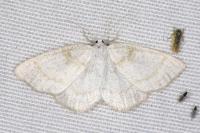 Cabera exanthemata