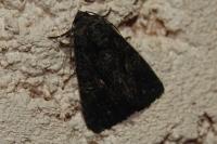 Catephia alchymista