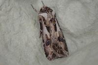 Agrotis vestigialis