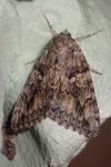 Catocala sponsa