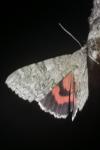 Catocala nupta