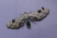 Eupithecia centaureata