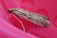 Phycitodes