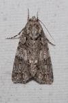 Acronicta rumicis