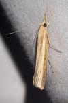 Agriphila tristella