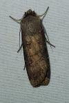 Agrotis ipsilon