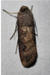 Agrotis ipsilon