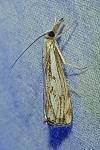 Catoptria falsella