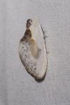 Cilix glaucata
