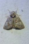Colocasia coryli