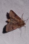 Diarsia rubi