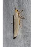 Eilema caniola