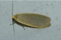 Collita griseola