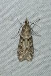 Eudonia angustea