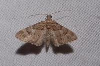 Gymnoscelis rufifasciata