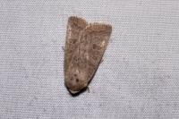 Hoplodrina ambigua