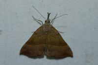 Hypena proboscidalis