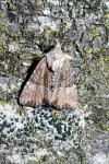 Mesoligia furuncula