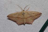 Timandra comae