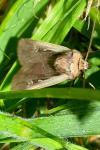 Ochropleura plecta