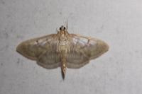 Patania ruralis
