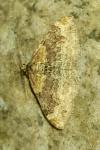 Xanthorhoe spadicearia/ferrugata