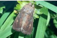 Lacanobia oleracea
