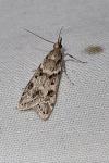 Eudonia angustea