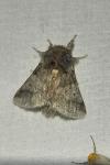 Thaumetopoea processionea