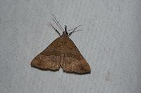 Hypena proboscidalis