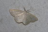 Cabera exanthemata