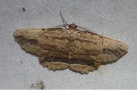 Menophra abruptaria
