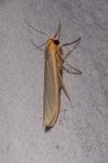 Eilema caniola