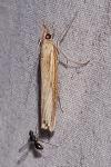 Agriphila tristella