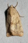 Cosmia trapezina
