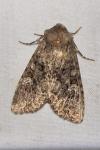 Mamestra brassicae