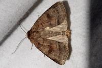 Diarsia rubi