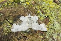 Xanthorhoe fluctuata