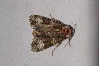 Craniophora ligustri