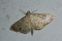 Anania lancealis