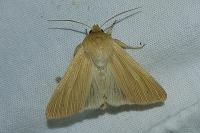 Mythimna pallens