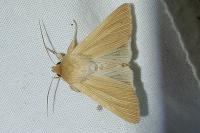 Mythimna pallens