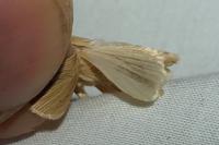 Mythimna pallens